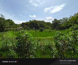 Petani Botodayaan Intensif Lakukan Perawatan Tanaman Sambil Menunggu Masa Panen